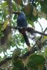 Plate-billed Mountain-toucan (Andigena laminirostris) - The Fruit Loops Bird
