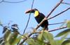 Choco Toucan (Ramphastos brevis) - Wiki