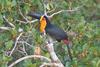 Ariel Toucan, Ramphastos vitellinus ariel