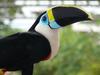 Yellow-ridged Toucan, Ramphastos vitellinus culminatus