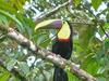 Typical Toucans (Genus: Ramphastos) - Wiki