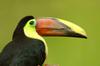 Chestnut-mandibled Toucan (Ramphastos swainsonii) - Wiki