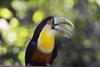 Red-breasted Toucan (Ramphastos dicolorus) - Wiki