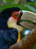 Red-breasted Toucan (Ramphastos dicolorus)