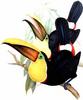 Black-mandibled Toucan (Ramphastos ambiguus) - Wiki