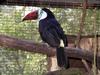 Red-billed Toucan, Ramphastos tucanus tucanus