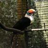 Red-billed Toucan, Ramphastos tucanus tucanus