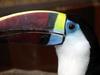 White-throated Toucan (Ramphastos tucanus) - Wiki