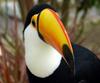 Toco Toucan (Ramphastos toco) - Wiki