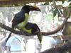 Green Aracari (Pteroglossus viridis) - Wiki