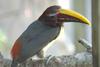 Green Aracari (Pteroglossus viridis)