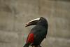 Black-necked Aracari (Pteroglossus aracari)