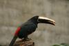 Black-necked Aracari (Pteroglossus aracari)