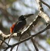 Collared Aracari (Pteroglossus torquatus) - Wiki