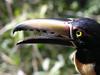 Collared Aracari, Pteroglossus torquatus