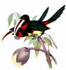 Ivory-billed Aracari (Pteroglossus azara) - Wiki