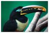 Chestnut-eared Aracari (Pteroglossus castanotis) - Wiki