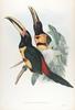 Pale-mandibled Aracari (Pteroglossus erythropygius) - Wiki