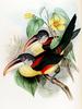 Curl-crested Aracari (Pteroglossus beauharnaesii) - Wiki