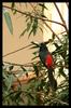 Collared Aracari, Pteroglossus torquatus