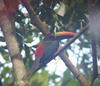 Fiery-billed Aracari, Pteroglossus frantzii