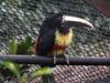 Black-necked Aracari, Pteroglossus aracari