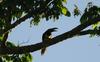 Chestnut-eared Aracari, Pteroglossus castanotis