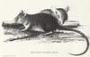 Polynesian Rat, or Pacific Rat (Rattus exulans) - Wiki