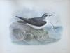 Cook's Petrel (Pterodroma cookii) - Wiki