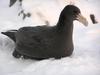 Petrel (Order: Procellariiformes) - Wiki