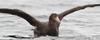 Northern Giant Petrel (Macronectes halli)