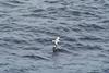 Southern Fulmar - Fulmarus glacialoides