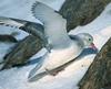 Fulmar (Genus: Fulmarus) - Wiki