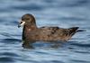 Westland Petrel (Procellaria westlandica) - Wiki