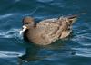 White-chinned Petrel (Procellaria aequinoctialis) - Wiki