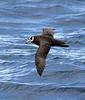 Spectacled Petrel (Procellaria conspicillata) - Wiki