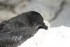 Genus: Bulweria (petrels) - Wiki