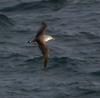 Shearwater (Family: Procellariidae) - Wiki