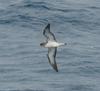 Cory's Shearwater (Calonectris diomedea) - Wiki