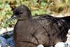 Christmas Shearwater (Puffinus nativitatis) - Wiki