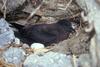 Christmas Shearwater (Puffinus nativitatis) on nest