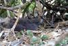 Christmas Shearwater (Puffinus nativitatis) chick