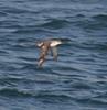 Yelkouan Shearwater (Puffinus yelkouan) - Wiki