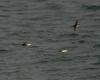 Balearic Shearwater (Puffinus mauretanicus) - Wiki