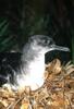 Hutton's Shearwater (Puffinus huttoni) - Wiki