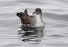 Pink-footed Shearwater (Puffinus creatopus)