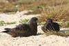 Christmas Shearwater (Puffinus nativitatis) pair