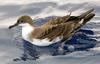 Great Shearwater (Puffinus gravis) - Wiki