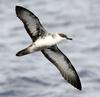 Great Shearwater (Puffinus gravis) in flight