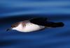 Great Shearwater (Puffinus gravis) in flight